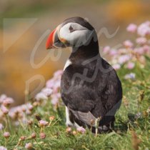 Atlantic Puffin 2 Greetings Card