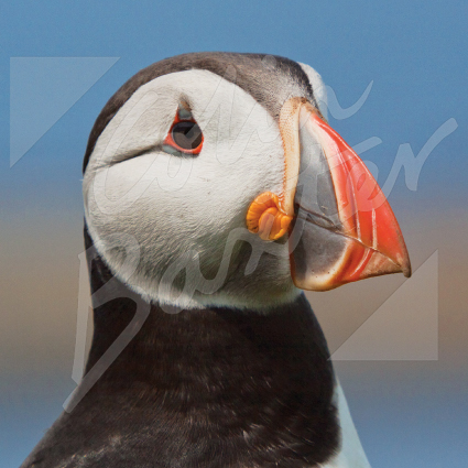 Atlantic Puffin 1 Greetings Card