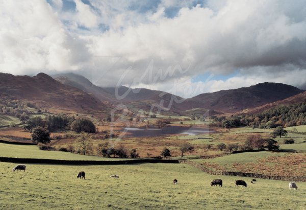 Little Langdale Tarn & Tilberthwaite Fells, Lake District Postcard