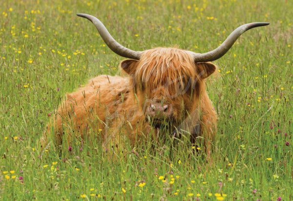 Highland Cow Postcard
