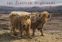 Scottish Highlands Highland Cows Postcard