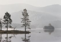Loch an Eilein, Rothiemurchus, Cairngorms Postcard