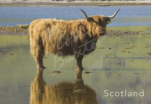 Highland Cow Reflection Postcard