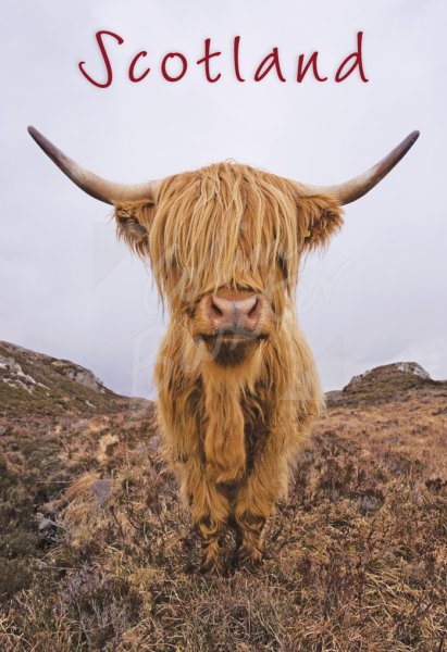 Highland Cow Postcard