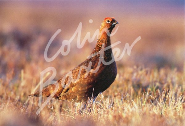 Red Grouse 2 Postcard