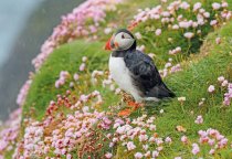 Atlantic Puffin & Sea Pinks Postcard
