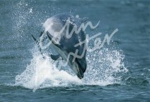 Bottlenose Dolphin Postcard