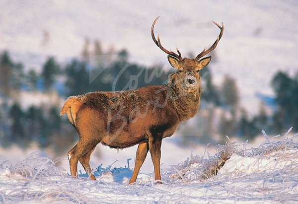 Red Deer Stag Postcard
