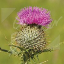 Scottish Thistle Greetings Card (CB)