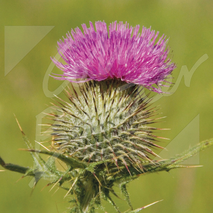 Scottish Thistle Greetings Card