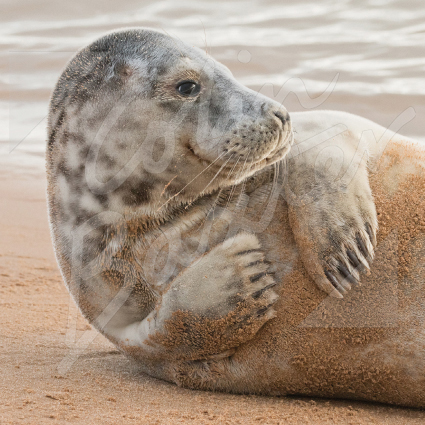 Grey Seal Greetings Card (CB)