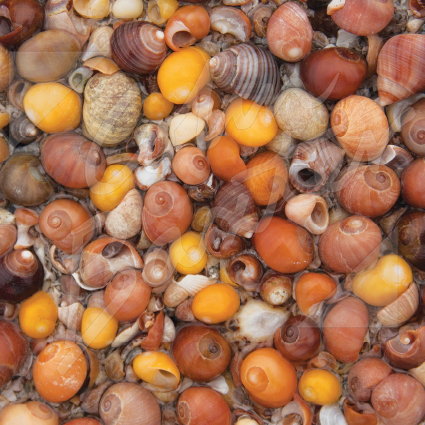 Periwinkle Seashells Greetings Card