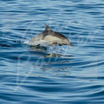Scotland Greetings Cards - Common Dolphin Greetings Card