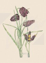 Fritillaria - (2 sheets 2 tags) Gift Wrap Pack