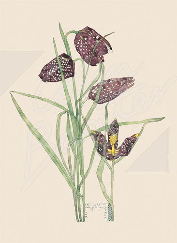 Willow Herb Gift Wrap Pack - 2 Sheets 2 Tags