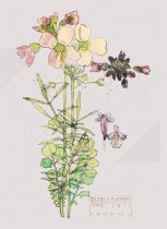 Cuckoo Flower, Chiddingstone (1910) Gift Tag