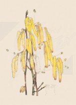 Hazel Tree, Lambs' Tails Gift Tag