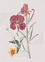 Willow Herb Gift Tag