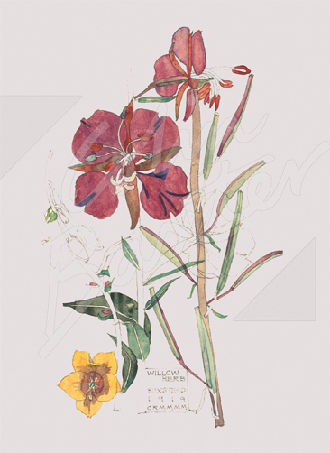 Willow Herb Gift Tag