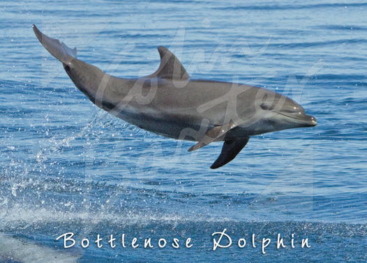 Bottlenose Dolphins Magnet