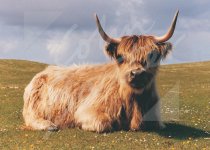 Highland Cow Magnet Sitting Magnet