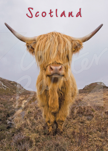 Highland Cow Magnet Face On Magnet