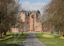 Glamis Castle Magnet Daffodils Magnet