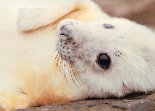 Grey Seal Pup Magnet