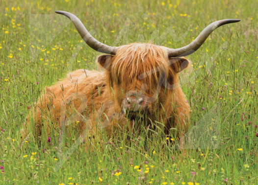 Highland Cow Magnet Machair Magnet