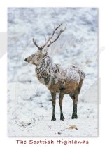 Red Deer Stag, Scottish Highlands Magnet